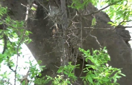 走進(jìn)秦嶺國家植物園——皂莢