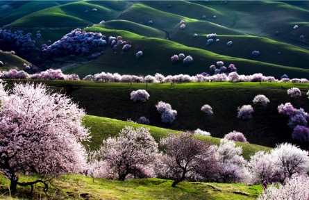 新疆新源：3萬(wàn)畝野杏花開放美如畫