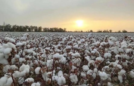 新疆棉花為啥好？原來，跟氣象條件有關(guān)