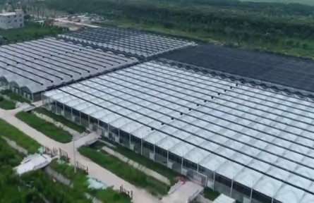 安徽：做強(qiáng)特色產(chǎn)業(yè) 加速鄉(xiāng)村振興