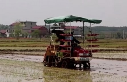 江西新余：現(xiàn)代農(nóng)機(jī)裝備助力早稻生產(chǎn)
