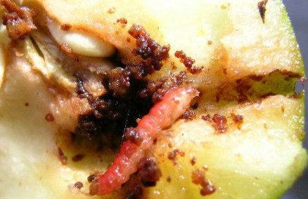 梨小食心蟲(chóng)迷向絲，讓果樹(shù)“心病”有的治