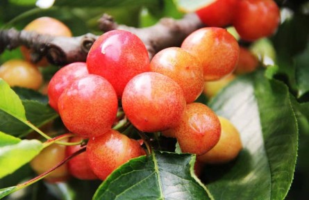 山東煙臺(tái)朱吳鎮(zhèn)：大櫻桃成熟 果農(nóng)收獲“金果果”