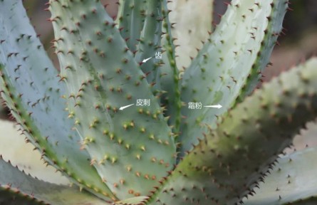 物種故事 | 蘆薈：你，學(xué)“薈”了么？