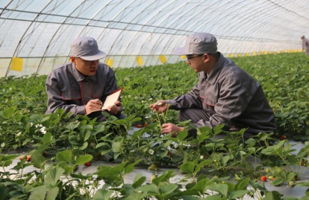 山東濟寧鄒城市：“按揭農(nóng)業(yè)”圓夢“莓”好生活