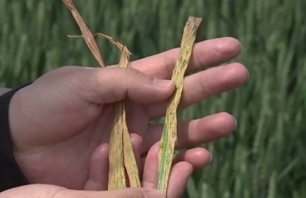 河南舞鋼：做好田間管理 力奪夏糧豐收