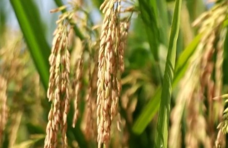 中國(guó)糧食保供穩(wěn)價(jià)有堅(jiān)實(shí)基礎(chǔ)