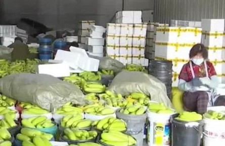 山東：物流保通保暢 打通運輸梗阻 確保蔬菜暢運全國