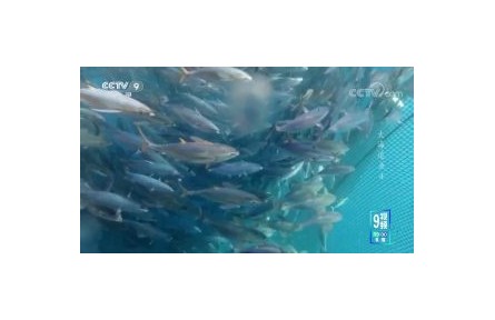 《大海追魚(yú)》第4集 人魚(yú)之爭(zhēng)