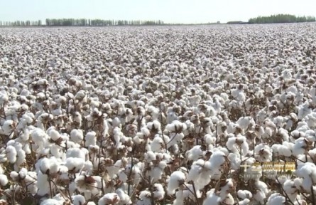 新疆兵團(tuán)推出棉花質(zhì)檢新技術(shù)：5G+，實(shí)現(xiàn)3分鐘棉花質(zhì)量檢測