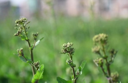 油菜防澇 開好“三溝”