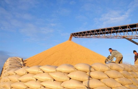 內蒙古巴彥淖爾：精心布局調結構 全力以赴穩(wěn)糧倉