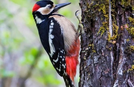 物種故事 | 大斑啄木鳥(niǎo)：亦正亦邪，我對(duì)自己的定位好糾結(jié)