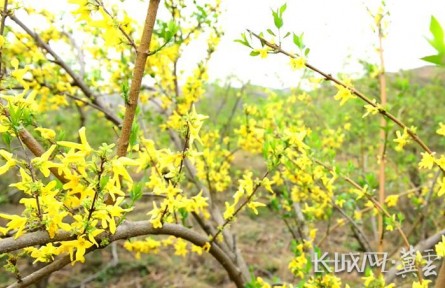 河北井陘：連翹花開太行山 鋪就百姓致富路