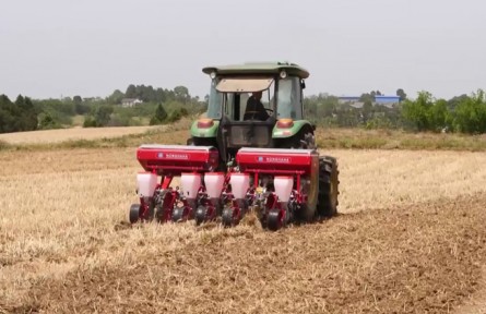 四川綿陽：麥浪滾滾 豐收在望