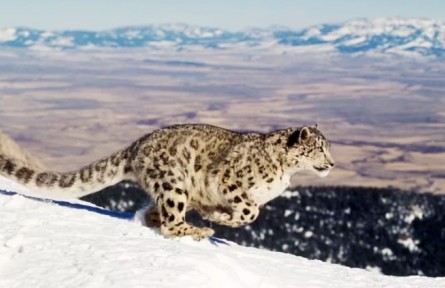 懟臉拍萌萌噠！西藏拉薩首次拍到雪豹紅外影像