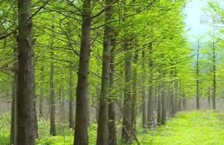 重慶持續(xù)實(shí)施生態(tài)工程 不斷筑牢綠色本底