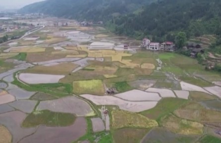 貴州天柱：推廣水稻機插技術 提高耕作效率