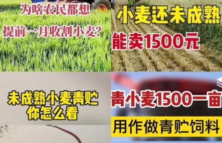 青小麥?zhǔn)崭町?dāng)飼料賣，一畝1500元？農(nóng)業(yè)農(nóng)村部：嚴(yán)查毀麥行為！