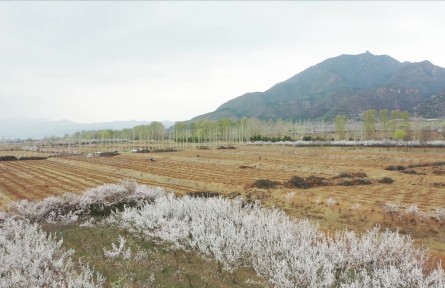 北京延慶：伐舊立新 小海棠種下新希望