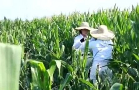 海南：農(nóng)業(yè)科研青年傳承“中國芯” 攥緊種子種下未來