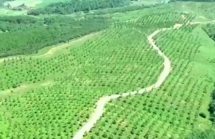 安徽：林長制推動綠色經(jīng)濟(jì)加速發(fā)展