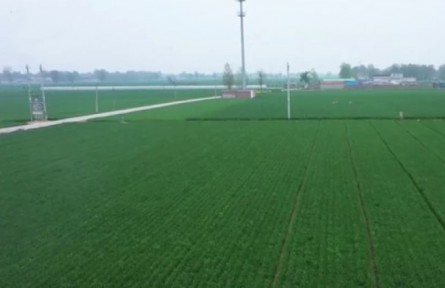 保糧食生產(chǎn) 穩(wěn)住農(nóng)業(yè)基本盤 2022年夏糧豐收在望