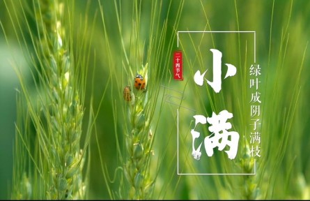 小滿(mǎn)，綠葉成陰子滿(mǎn)枝