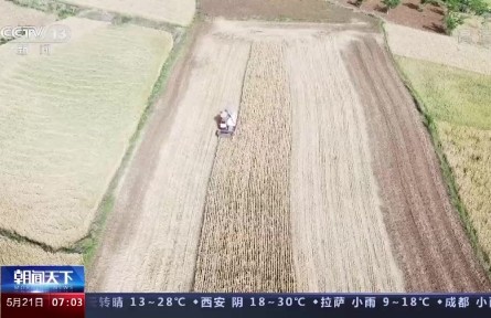 小滿小滿，麥粒漸滿！我國(guó)夏糧豐收在望