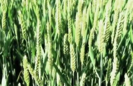 二十四節(jié)氣之小滿(mǎn)