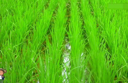 農(nóng)業(yè)知識·單季晚稻機(jī)械化育插秧生產(chǎn)技術(shù)⑤：大田肥水管理