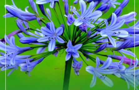 物種故事 | 百子蓮：夏日里的一抹清新