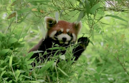 2022年國際生物多樣性日：嘿！它們在這里！