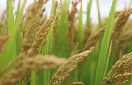 全國多地開啟大規(guī)模“海水稻”插秧