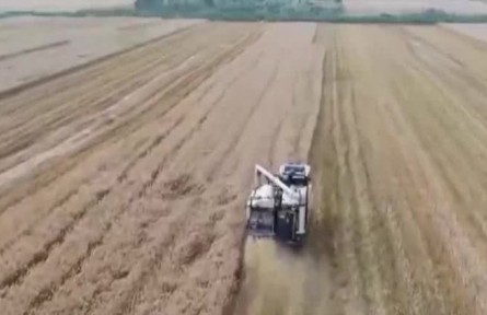 江西九江15萬(wàn)畝小麥已收割六成