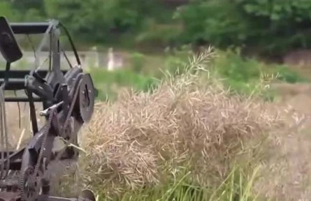 重慶大足：打造十萬畝油蔬兩用基地 助農(nóng)增收