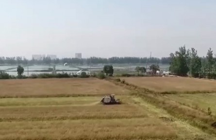 安徽望江：水稻油菜輪作 冬閑田變“油田”