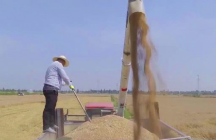 安徽宿松：27萬(wàn)余畝小麥陸續(xù)進(jìn)入成熟收割期