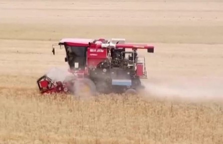 陜西：潼關(guān)縣小麥收割開始 拉開陜西夏收序幕