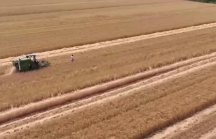 江蘇泗洪：140萬畝小麥開鐮 農(nóng)機服務隊助顆粒歸倉