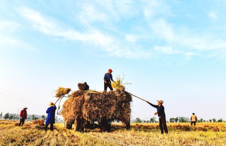 河南南陽：唱響豐收歡歌