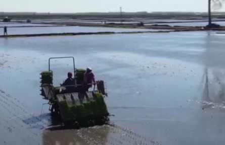 我國2022年春播基本結(jié)束 面積增 進(jìn)度快 出苗好