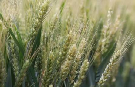 河北：搶抓時(shí)機(jī)預(yù)防 降低干熱風(fēng)對(duì)冬小麥影響