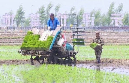 吉林：集約化經(jīng)營(yíng) 加快水稻插秧進(jìn)度