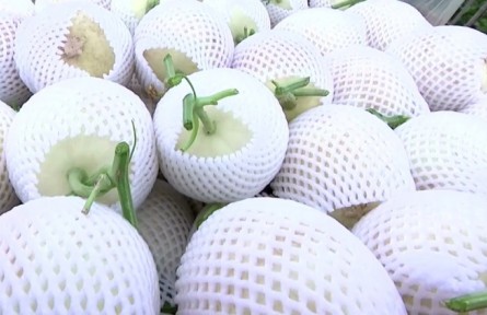 甘肅蘭州：皋蘭縣1.3萬(wàn)畝白蘭瓜迎來(lái)采摘季