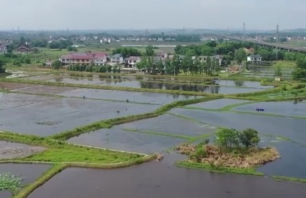 江西永修：因地制宜 推廣稻蝦綜合種養(yǎng)模式