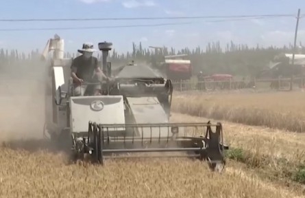 新疆喀什：近350萬畝小麥陸續(xù)開鐮收割