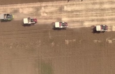 2022年國家新審定176個小麥新品種