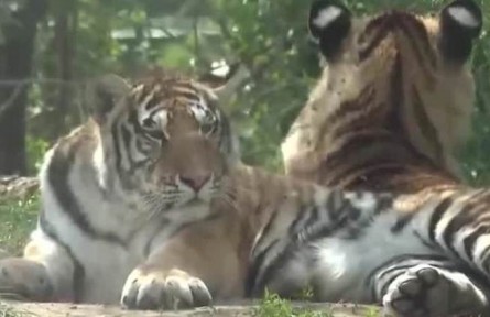 第51個(gè)世界環(huán)境日 中國珍稀保護(hù)動物物種不斷豐富