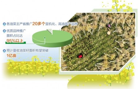 全國夏收油菜籽產(chǎn)銷兩旺 油菜產(chǎn)能提升成效初顯